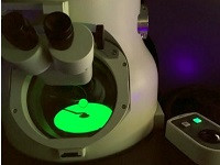 روش های آماده سازی و تصویربرداری از نمونه های زیستی با استفاده از میکروسکوپ الکترونی عبوری کرایـو